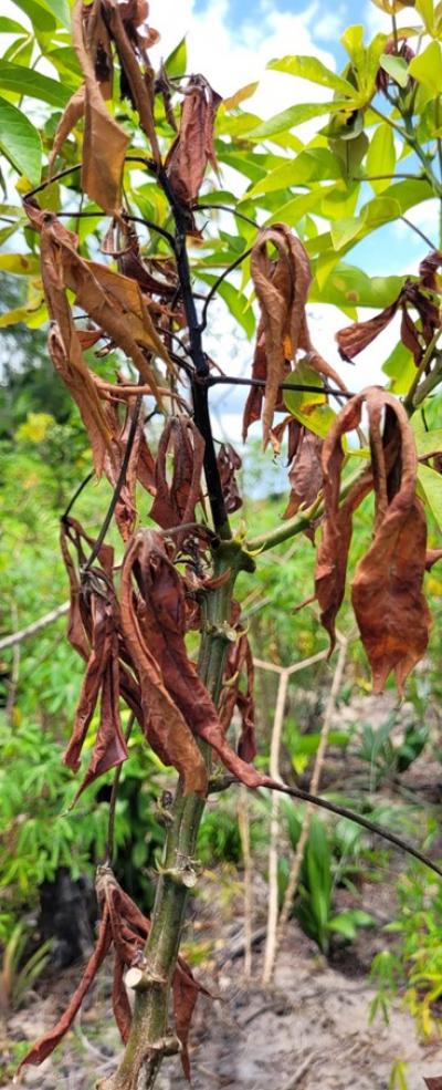 Dépérissement du plan de manioc. © M Llamas, Cirad.jpg